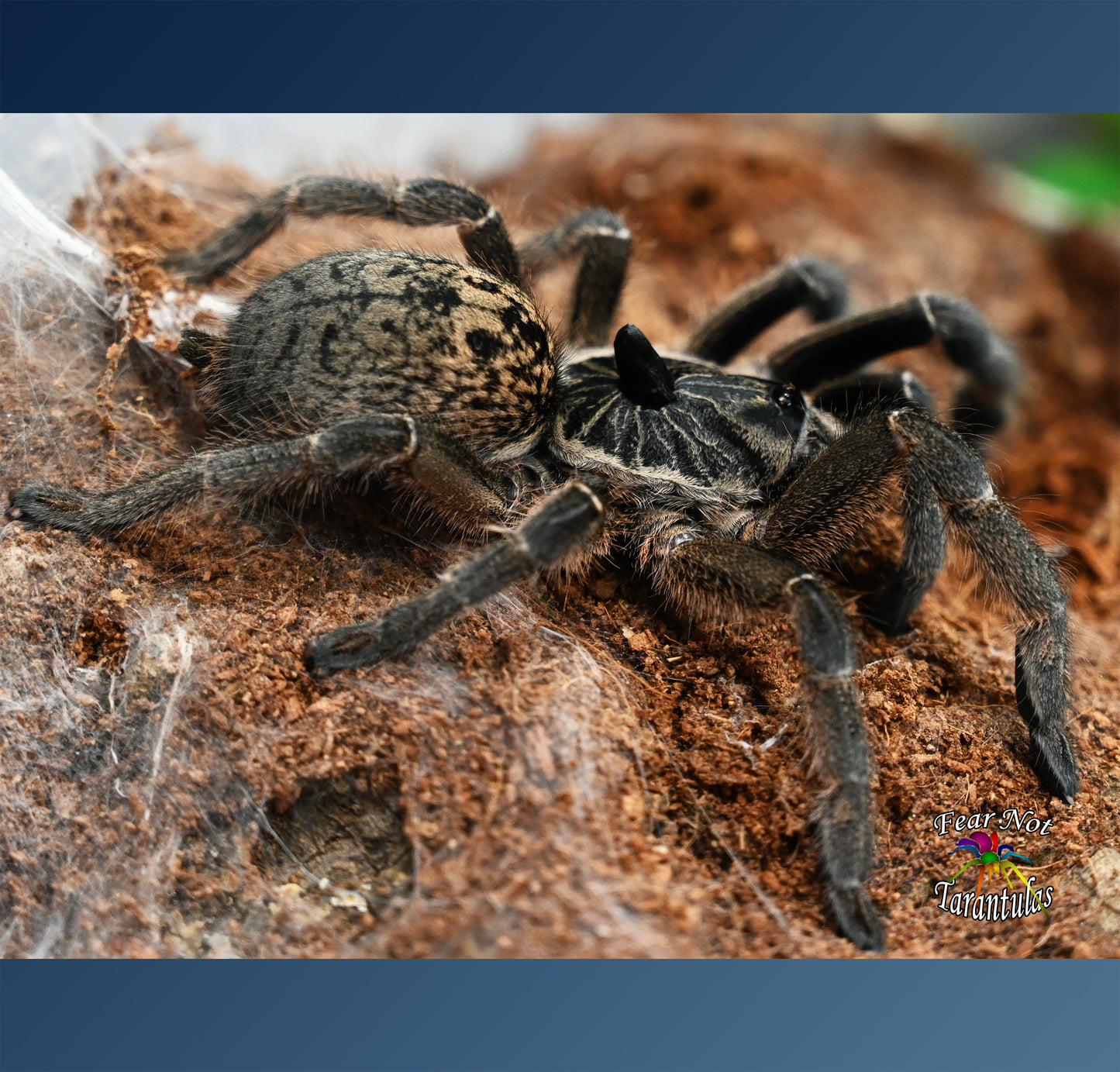 Ceratogyrus marshalli (Straight Horned Baboon Tarantula) about 3/4" - 1"