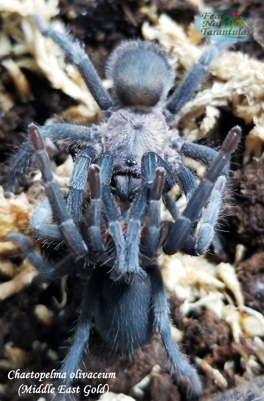 Chaetopelma olivaceum (Middle East Gold Tarantula) around 3/4" - 1"
