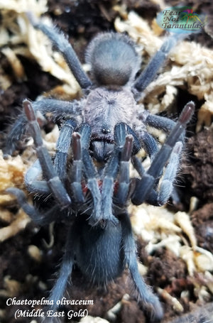 Chaetopelma olivaceum (Middle East Black Tarantula) around 1/2" - 3/4"