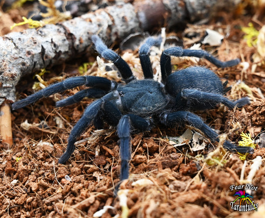 Chaetopelma olivaceum (Middle East Gold Tarantula) around 3/4" - 1"