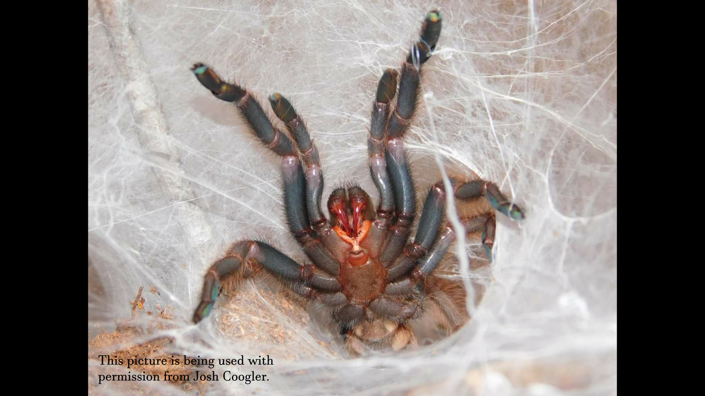 Chilobrachys fimbriatus (Indian Violet Tarantula ) around 3/4" - 1"