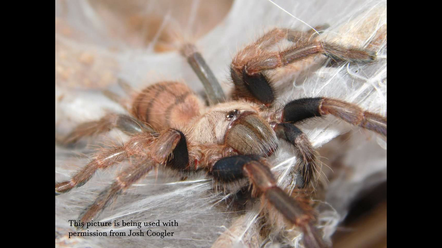 Chilobrachys fimbriatus (Indian Violet Tarantula ) around 3/4" - 1"