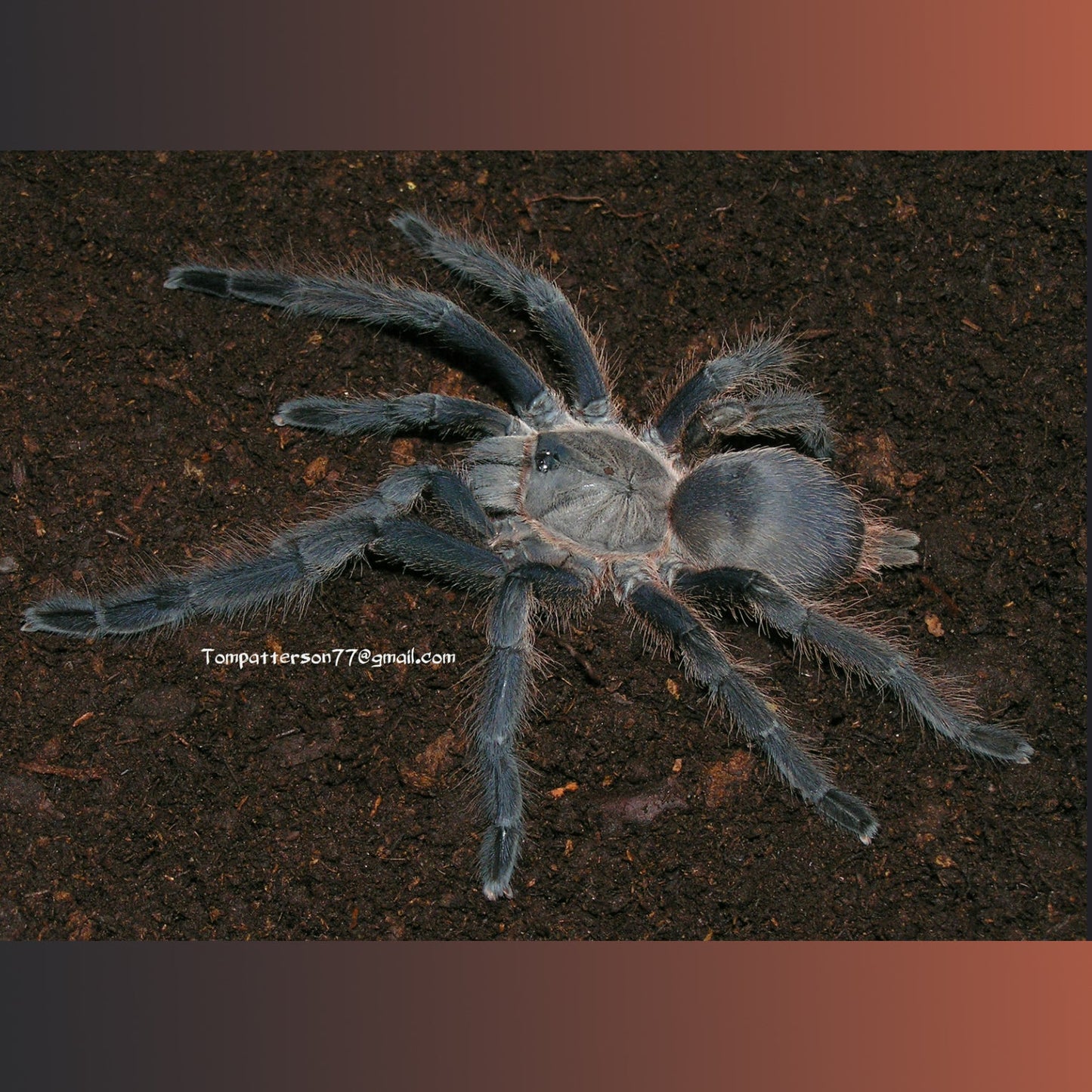 Chilobrachys sp. "Prachuap Khiri Khan" about 3/4"-1" FREE for orders $300.00 and over. (after discounts and does not include shipping) One freebie per shipment.