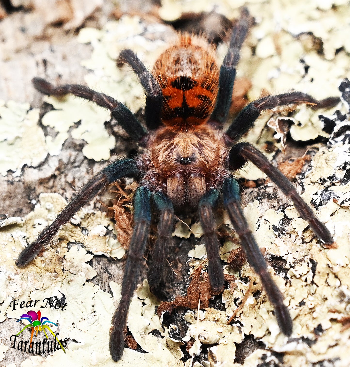 Chromatopelma cyaneopubescens (Green BottleBlue, GBB Tarantula) about 1" - 1 1/4"