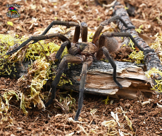 Citharacanthus cyaneus (Orange and Violet Tarantula) 2", nicely started juvenile πMALEπ *IN STORE ONLY* - Fear Not Tarantulas, Inc. Citharacanthus cyaneus (Orange and Violet Tarantula) 2", nicely started juvenile πMALEπ *IN STORE ONLY*
