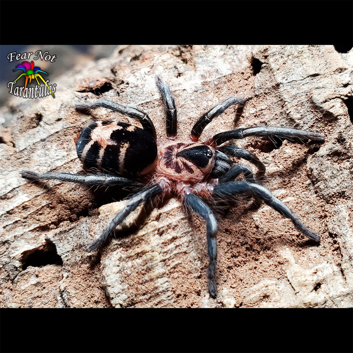 Cyriocosmus leetzi (Columbian Dwarf Tarantula) about 1/8" FREE for orders $150 and over! (after discounts and does not include shipping) One freebie per shipment.