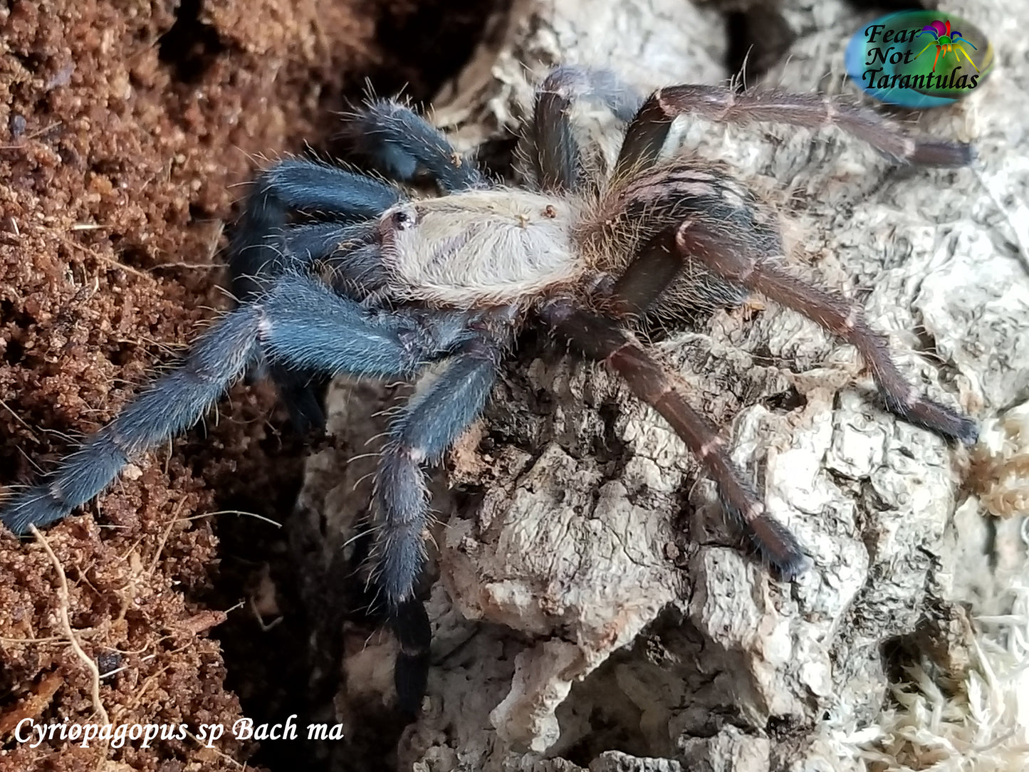 Cyriopagopus / Haplopelma sp Bach ma Tarantula around 2" 💙💙 LARGER!