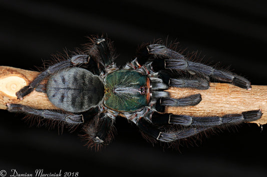 Cyriopagopus sp. "Valhalla"  AKA Omothymus Tarantula about 3/4" - 1" THIRD USA BREEDING! *** IN STORE ONLY DUE TO PREMOLT 10/1 ***