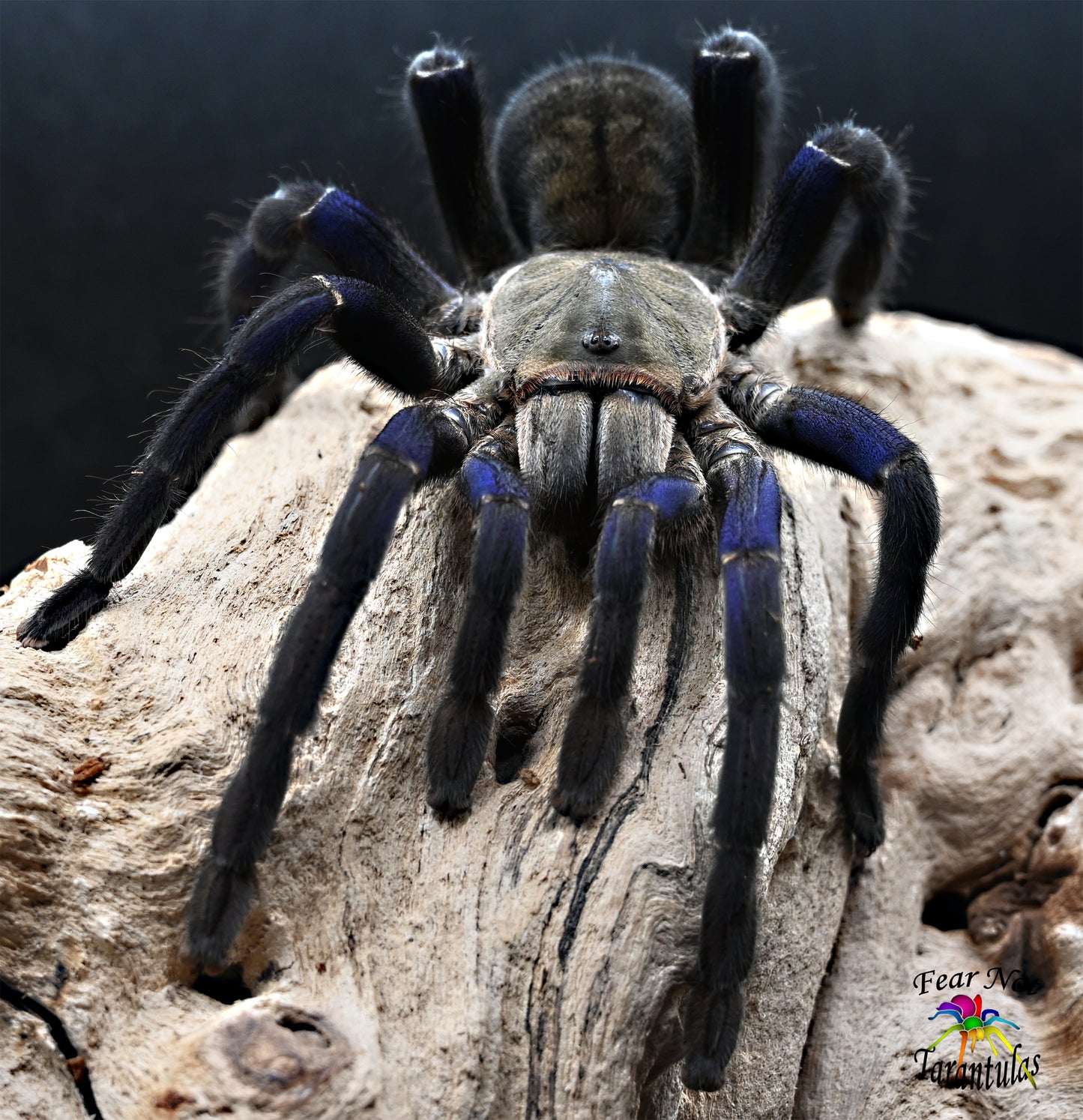 Cyriopagopus lividus ex Haplopelma (Cobalt Blue Tarantula) 1" πππ LARGER!!