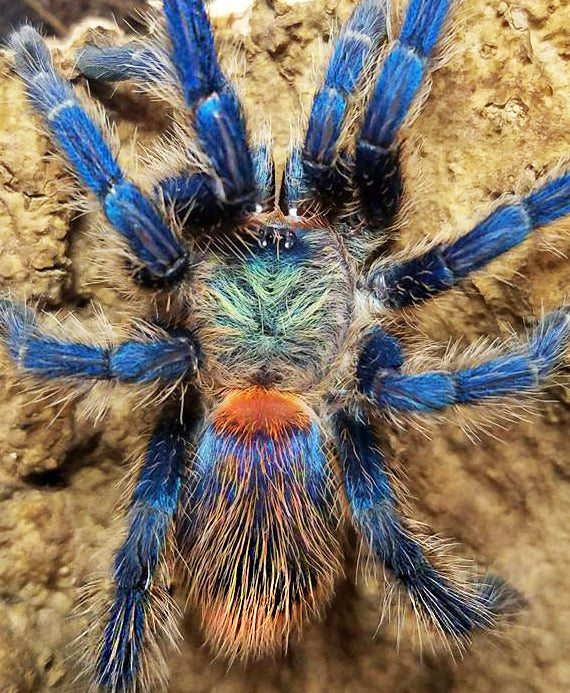 Dolichothele diamantinensis (Brazilian Blue Dwarf Beauty Tarantula) nearly 1/2" FREE for orders $700 and over. (after discounts and does not include shipping) One freebie per shipment.