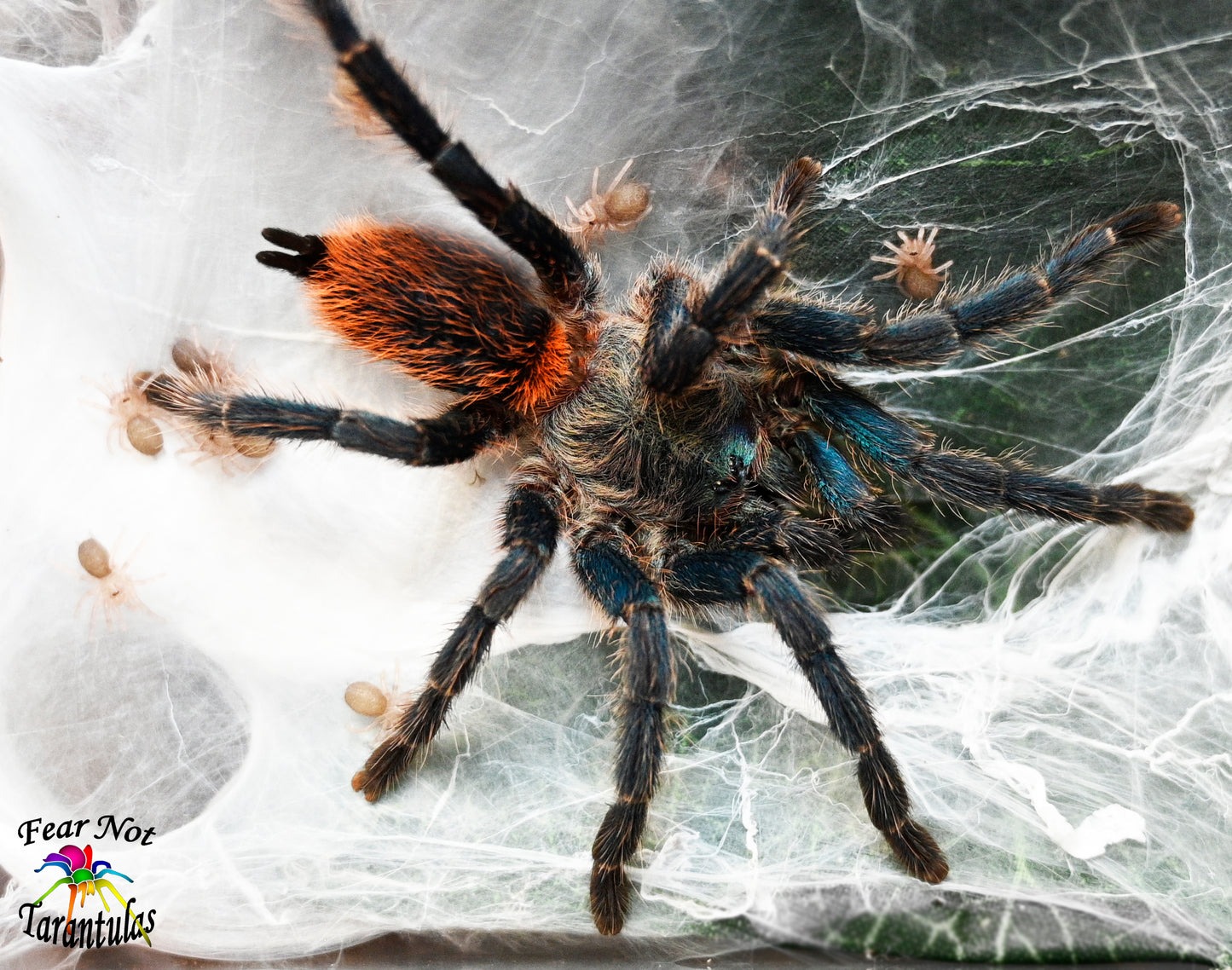 Dolichothele diamantinensis (Brazilian Blue Dwarf Beauty Tarantula) nearly 1/2" *** IN-STORE ONLY DUE TO PREMOLT AS OF 11/17 ***