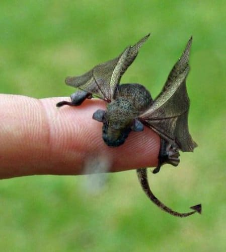 Dragon - newly hatched. ONE PER SHIPMENT (They do not play well together in transit)