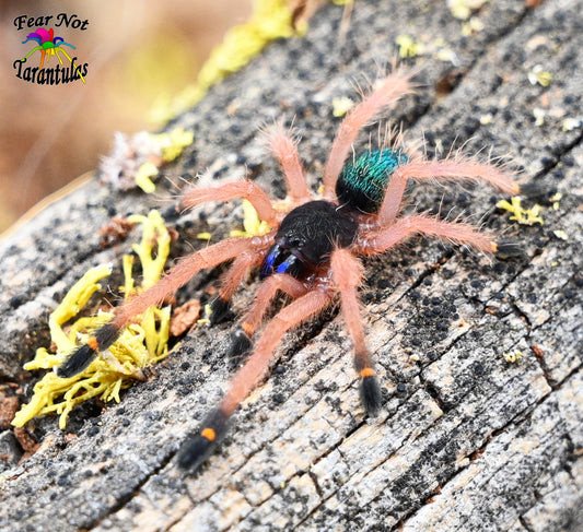 Ephebopus cyanognathus (Blue Fang Tarantula) about 3/4" FREE for orders $250 and over. (after discounts and does not include shipping) One freebie per shipment