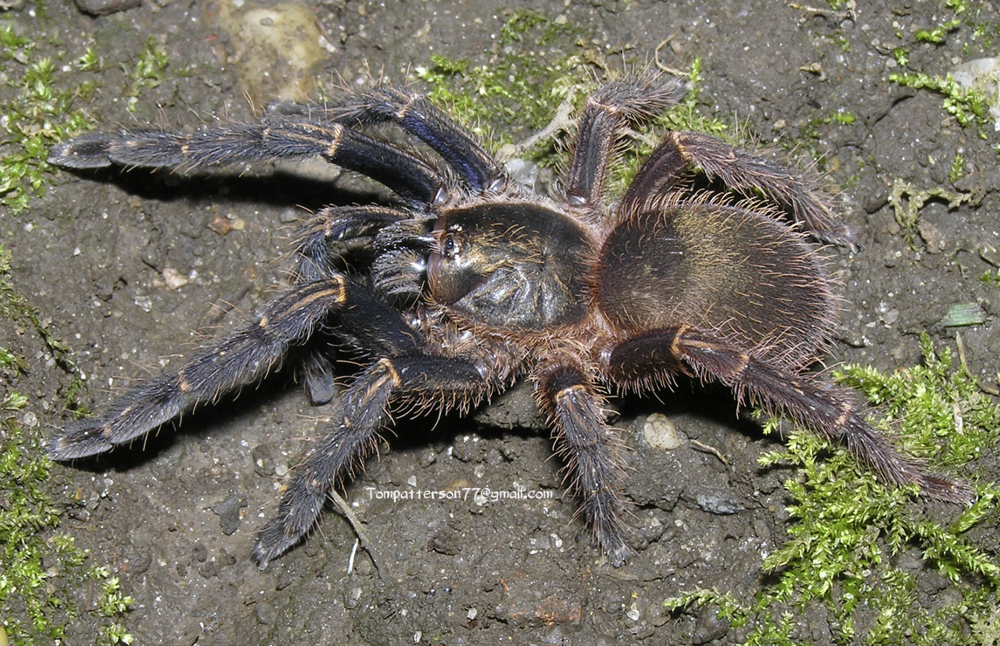 Ephebopus rufescens (Red Skeleton Tarantula) about 2" - 2 1/2" 💙MALE💙 - Fear Not Tarantulas, Inc. Ephebopus rufescens (Red Skeleton Tarantula) about 2" - 2 1/2" 💙MALE💙