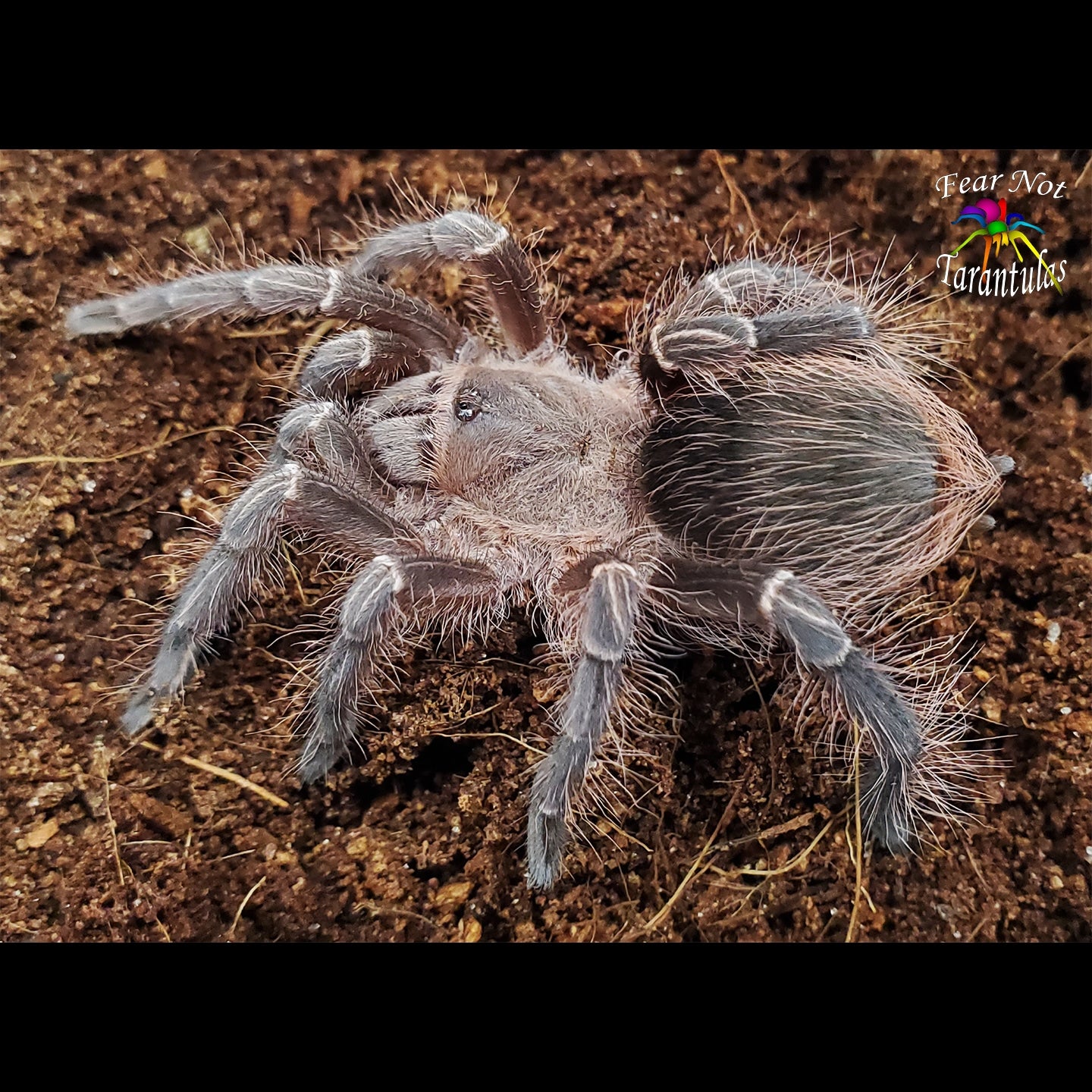 Eupalaestrus Campestratus (Pink Zebra Beauty Tarantula) about 3/4" These spiderlings are over a year old!