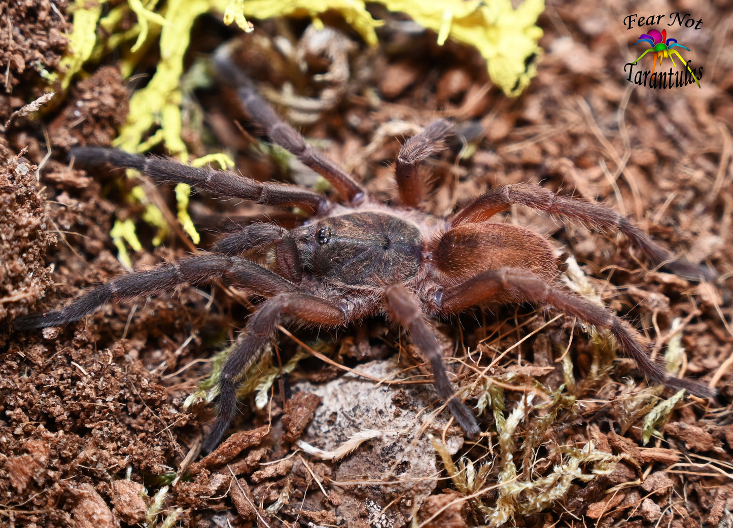 Euthycaelus colonica (Venezuela Orange & Bronze Tarantula) ABOUT 1" LARGER