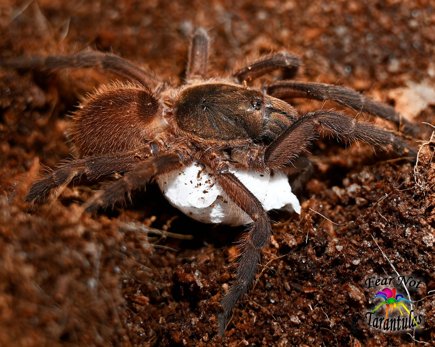Euthycaelus colonica (Venezuela Orange & Bronze Tarantula) ABOUT 1" LARGER