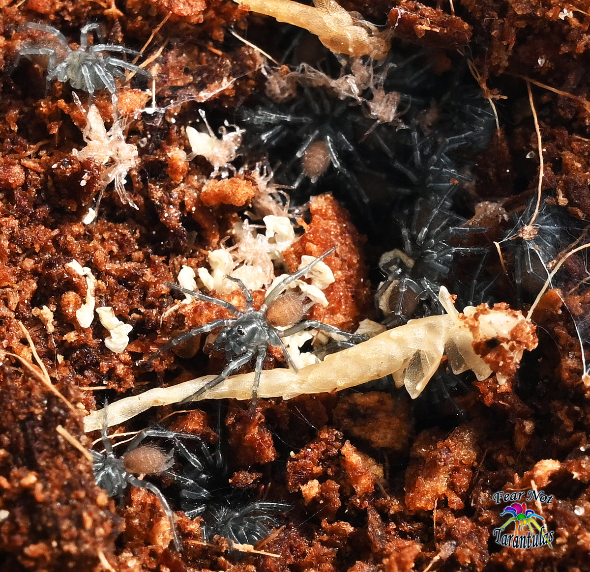 Fufius lanicius (Gold Digger Dwarf Spider) About 1/4" FREE for orders $250 and over. (after discounts and does not include shipping) One freebie per shipment.