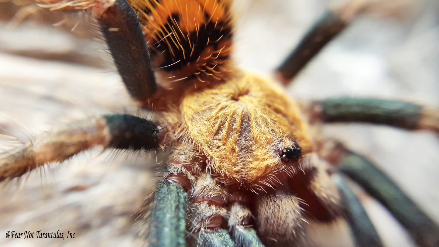 Chromatopelma cyaneopubescens (Green BottleBlue, GBB Tarantula) about 1" - 1 1/4"