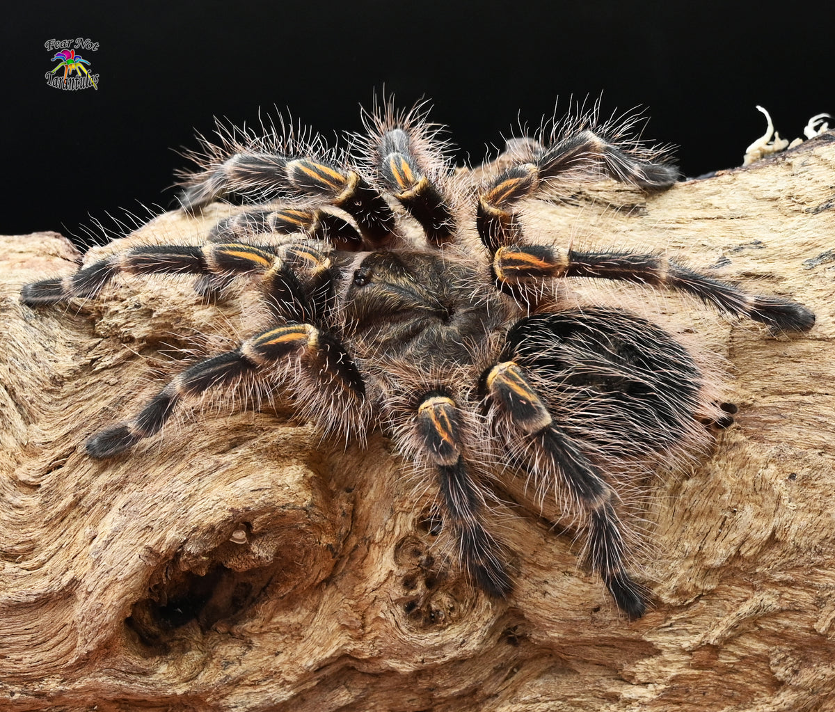 Grammostola pulchripes Chaco Golden Knee Tarantula about 1 2