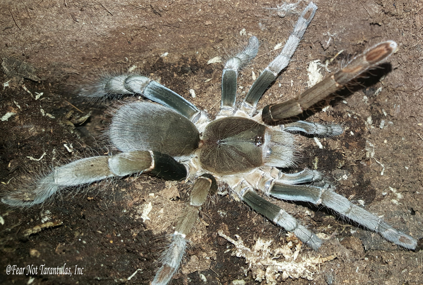 Hysterocrates gigas (Cameroon Red Baboon Spider) 3/4" - 1" *** IN STORE ONLY DUE TO PREMOLT 10/4 ***