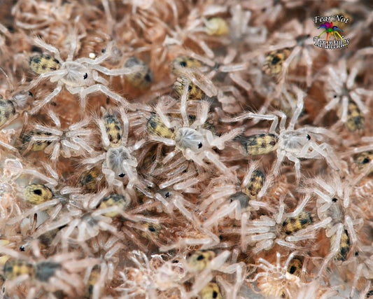 Hapalopus formosus was Hapalopus sp. Colombia (Pumpkin Patch Tarantula) about 1/8" Showing coloration already!