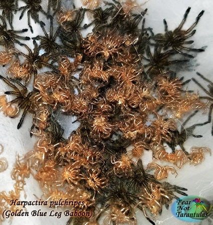 Harpactira pulchripes (Golden Blue Leg Baboon Tarantula) about 3/4" FREE for orders $350.00 and over. (after discounts and does not include shipping) One freebie per shipment.
