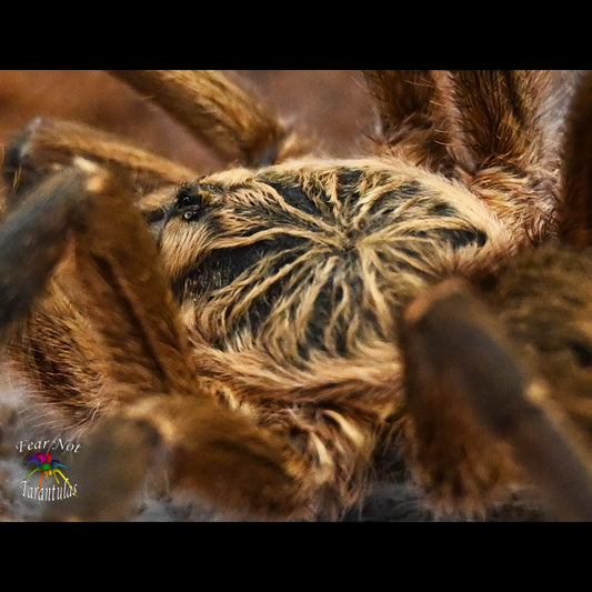 Harpactira pulchripes (Golden Blue Leg Baboon Tarantula) about 1" - 1 1/2"
