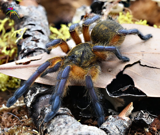 Harpactira pulchripes (Golden Blue Leg Baboon Tarantula) about 1 1/2" - 1 3/4"