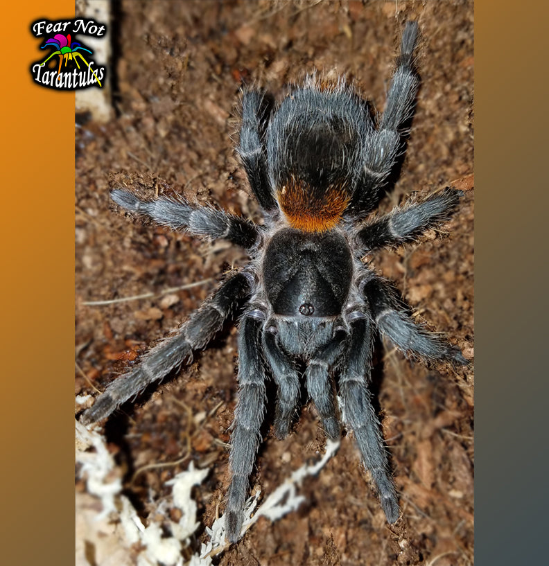 Homoeomma chilense (Chilean Flame Tarantula) about 1/3"+ 🔥🔥 They are about 1 year old.