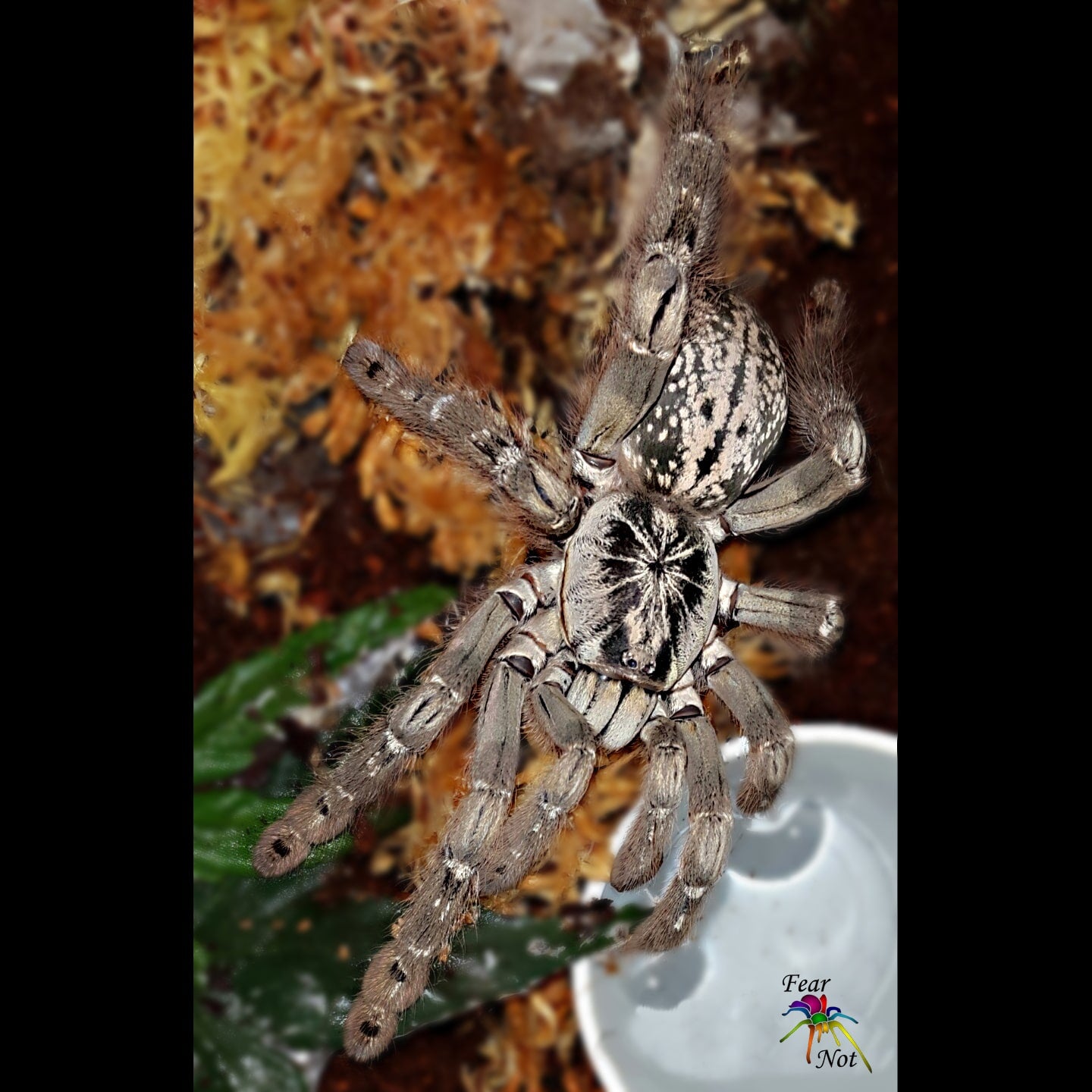 Heteroscodra maculata (Togo Starburst Tarantula) about 1 1/4" - 1 3/4" *** IN STORE ONLY DUE TO PREMOLT 8/18 ***