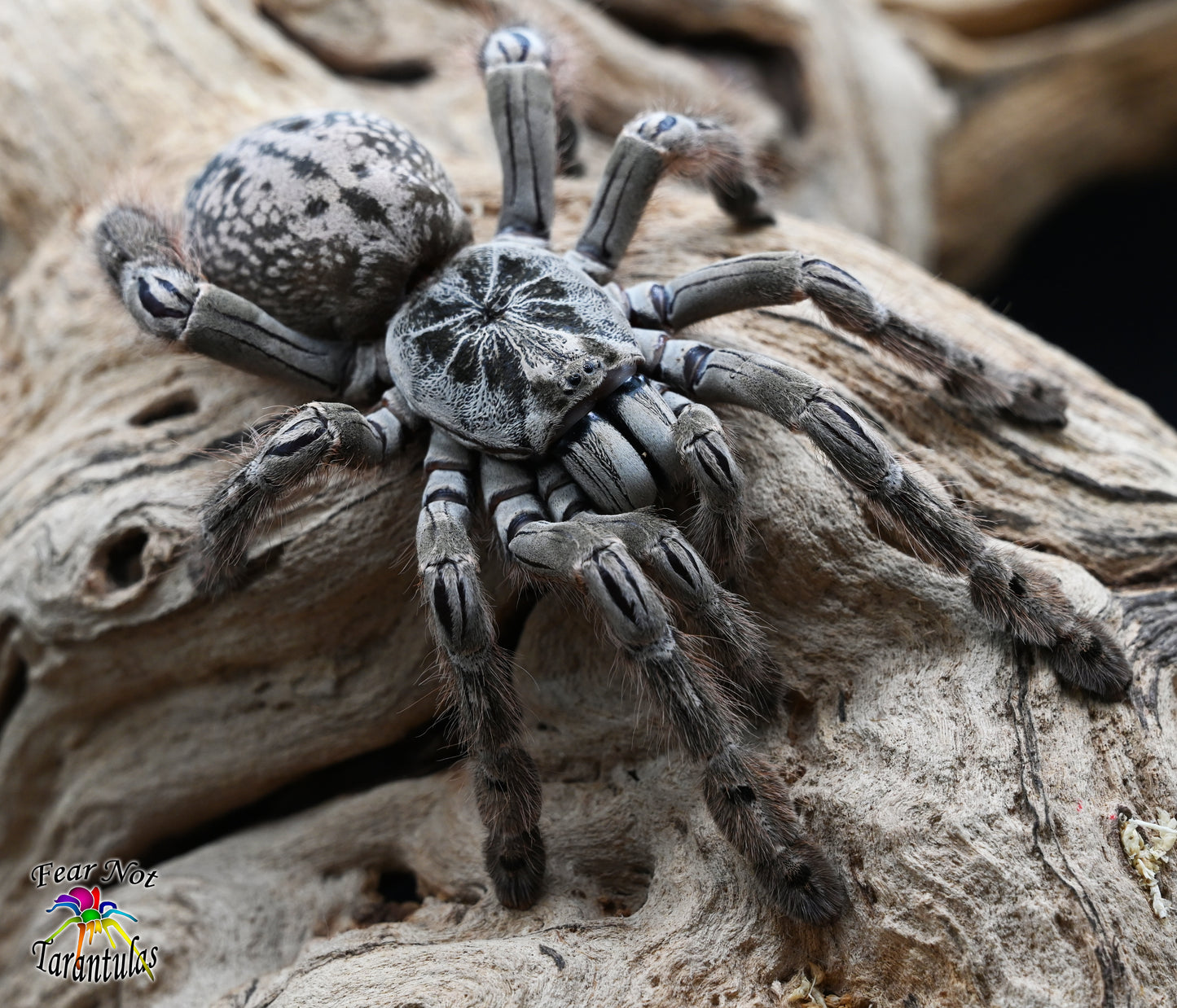 Heteroscodra maculata (Togo Starburst Tarantula) about 1 1/4" - 1 3/4" *** IN STORE ONLY DUE TO PREMOLT 8/18 ***