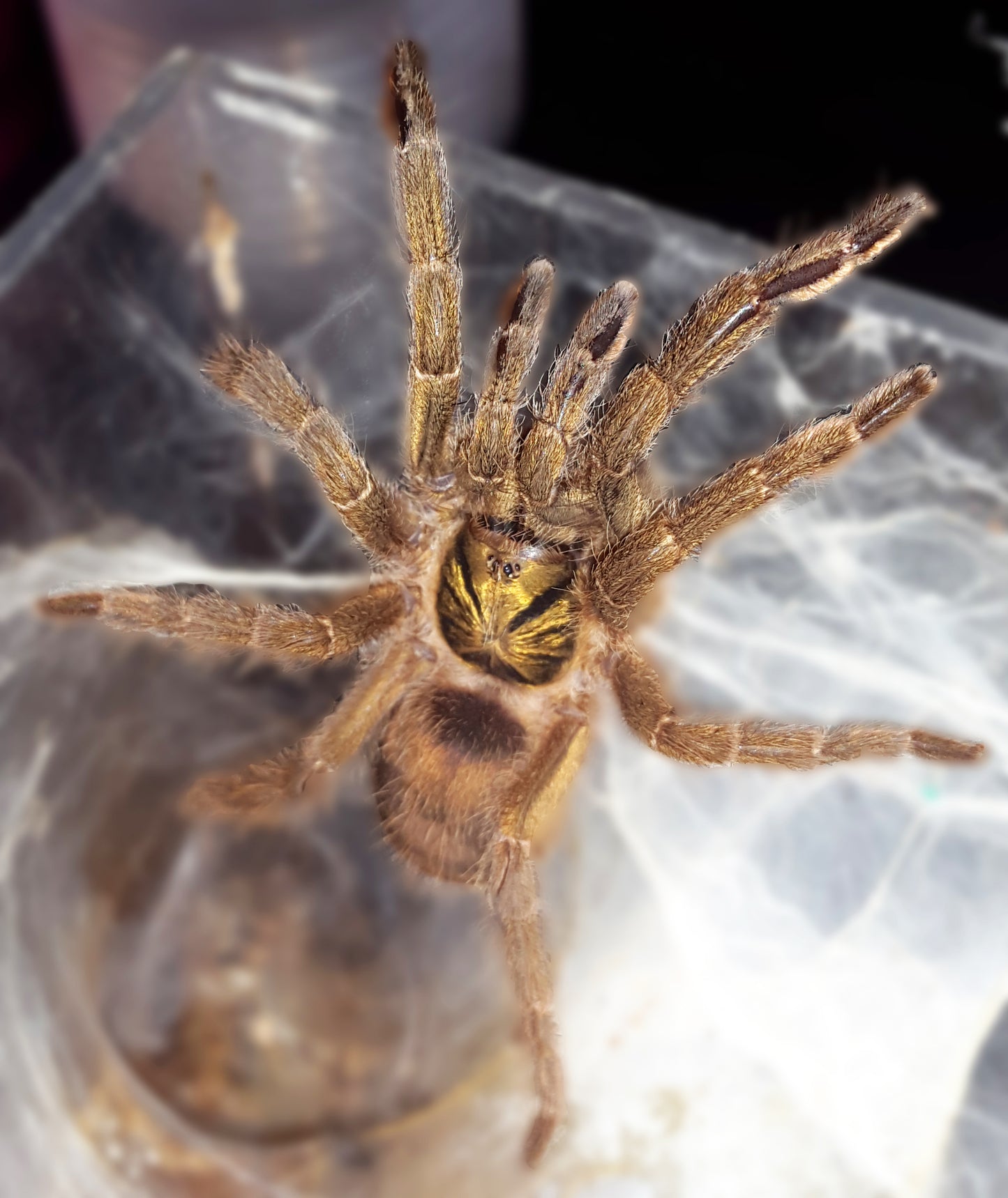 Neoholothele incei - Gold Form (Trinidad Olive) about 1" - 1 1/2"