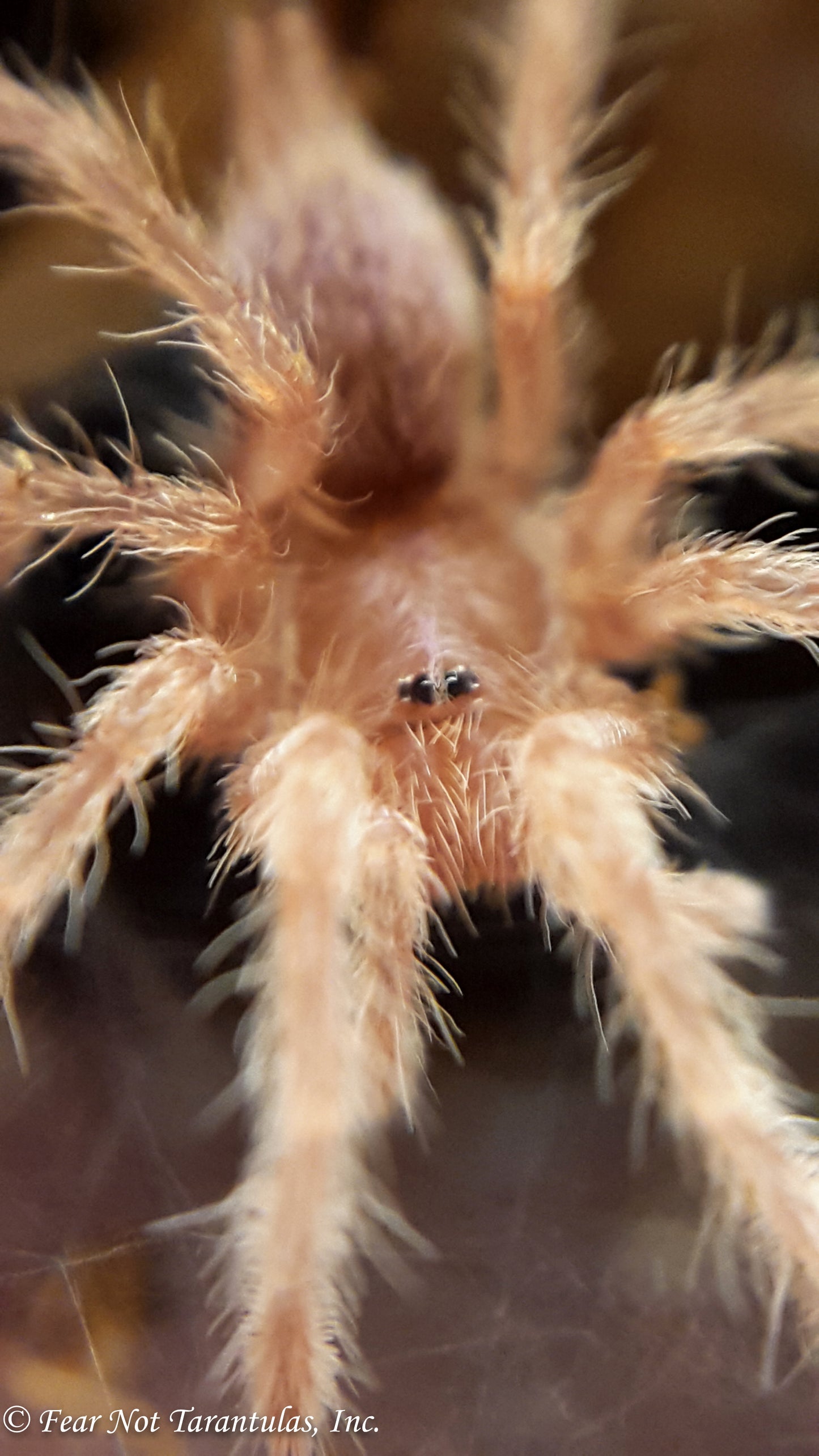 Neoholothele incei - Gold Form (Trinidad Olive) about 1" - 1 1/2"
