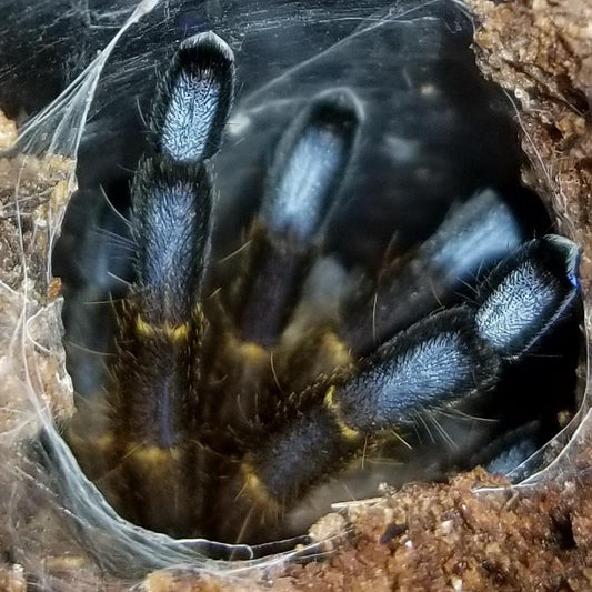 Trapdoor made by the Blue Foot Baboon Tarantula