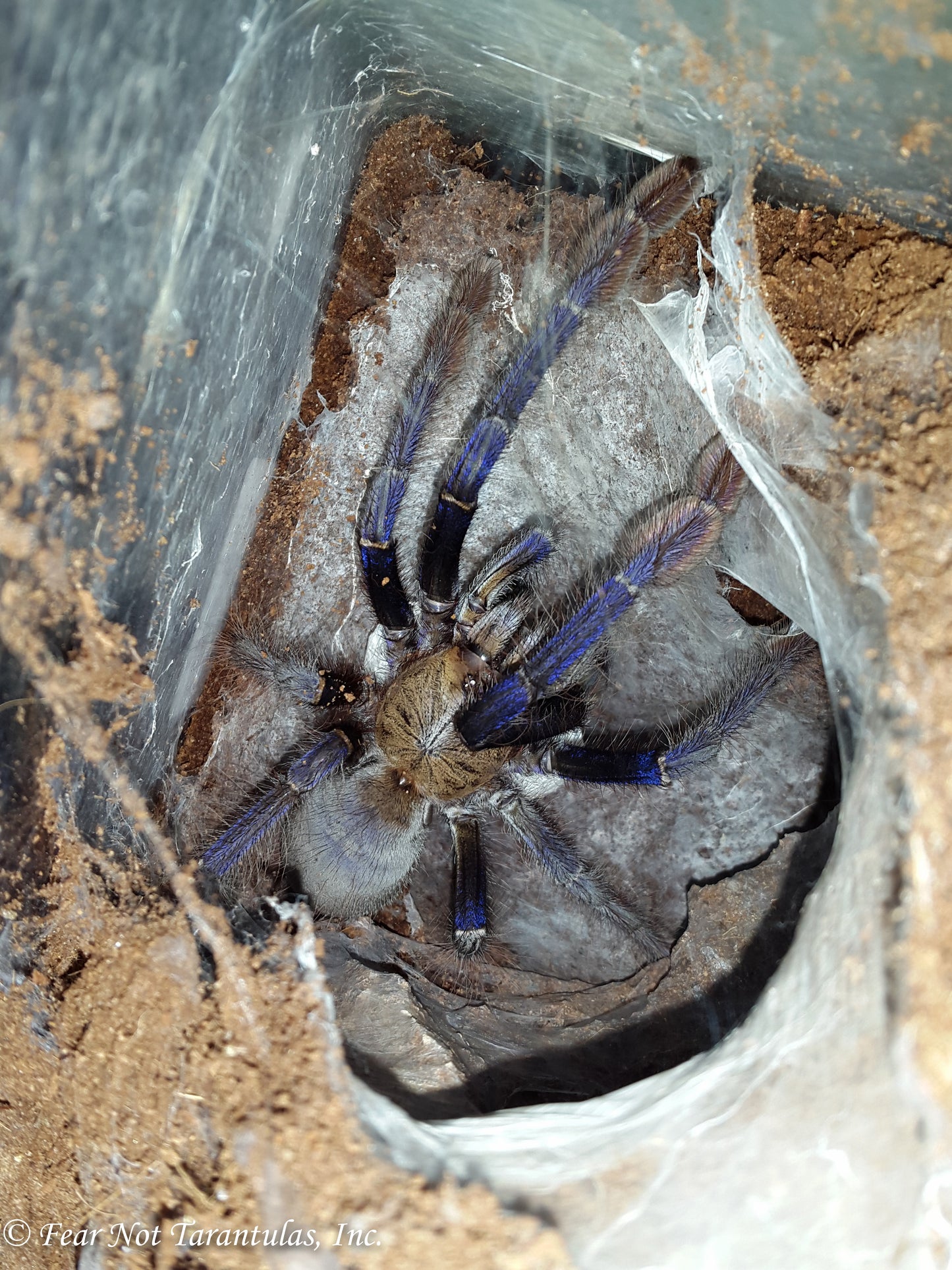 Omothymus violaceopes (Singapore Blue Tarantula) about 1"