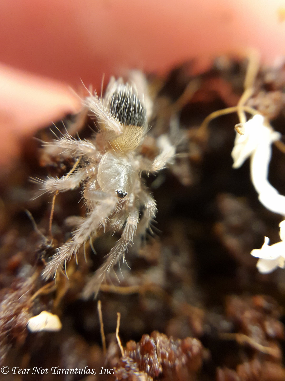 Lasiodora benedeni (Brazilian Fire Red Birdeater Tarantula) about 1/4" - 1/2" Fast growers and very hardy!
