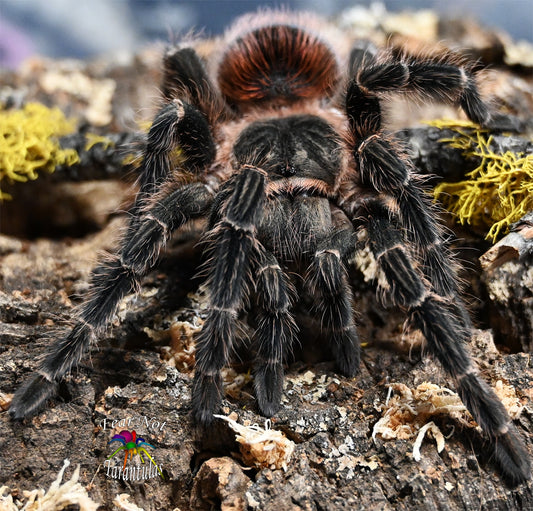 Lasiodora klugi (Bahia Scarlet Tarantula) 2" - 2 1/2" Juvenile 💙MALE💙