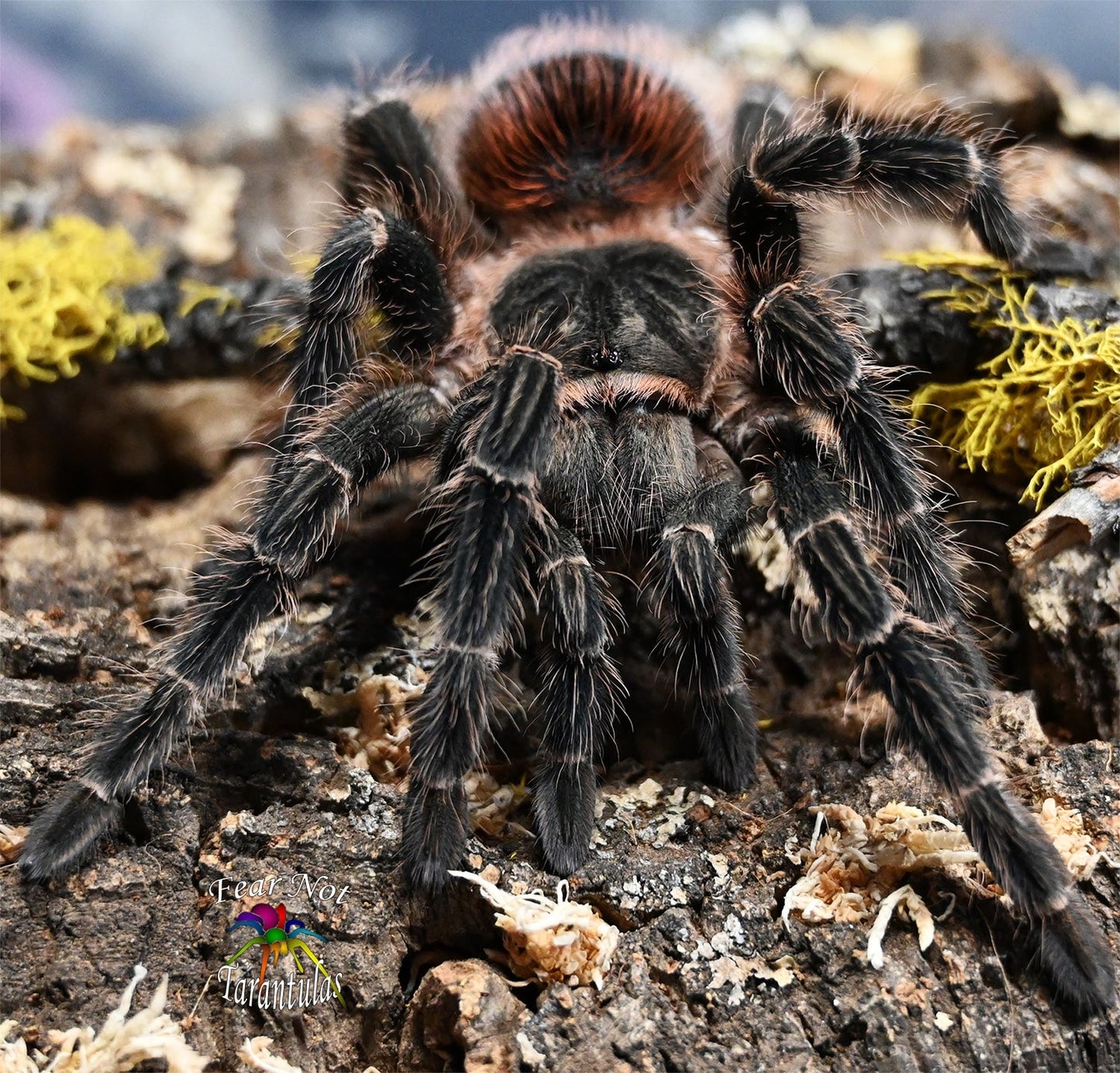 Lasiodora klugi (Bahia Scarlet Tarantula) almost or right at 1/2"+ *** IN-STORE ONLY DUE TO PREMOLT AS OF 11/17 ***