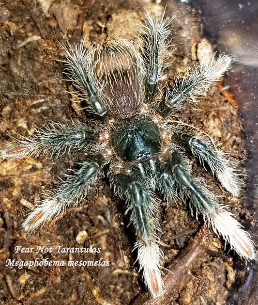 Abdomegaphobema mesomelas (was Megaphobema) (Costa Rican Red Leg Tarantula) about 1 1/3" - 1 1/2"