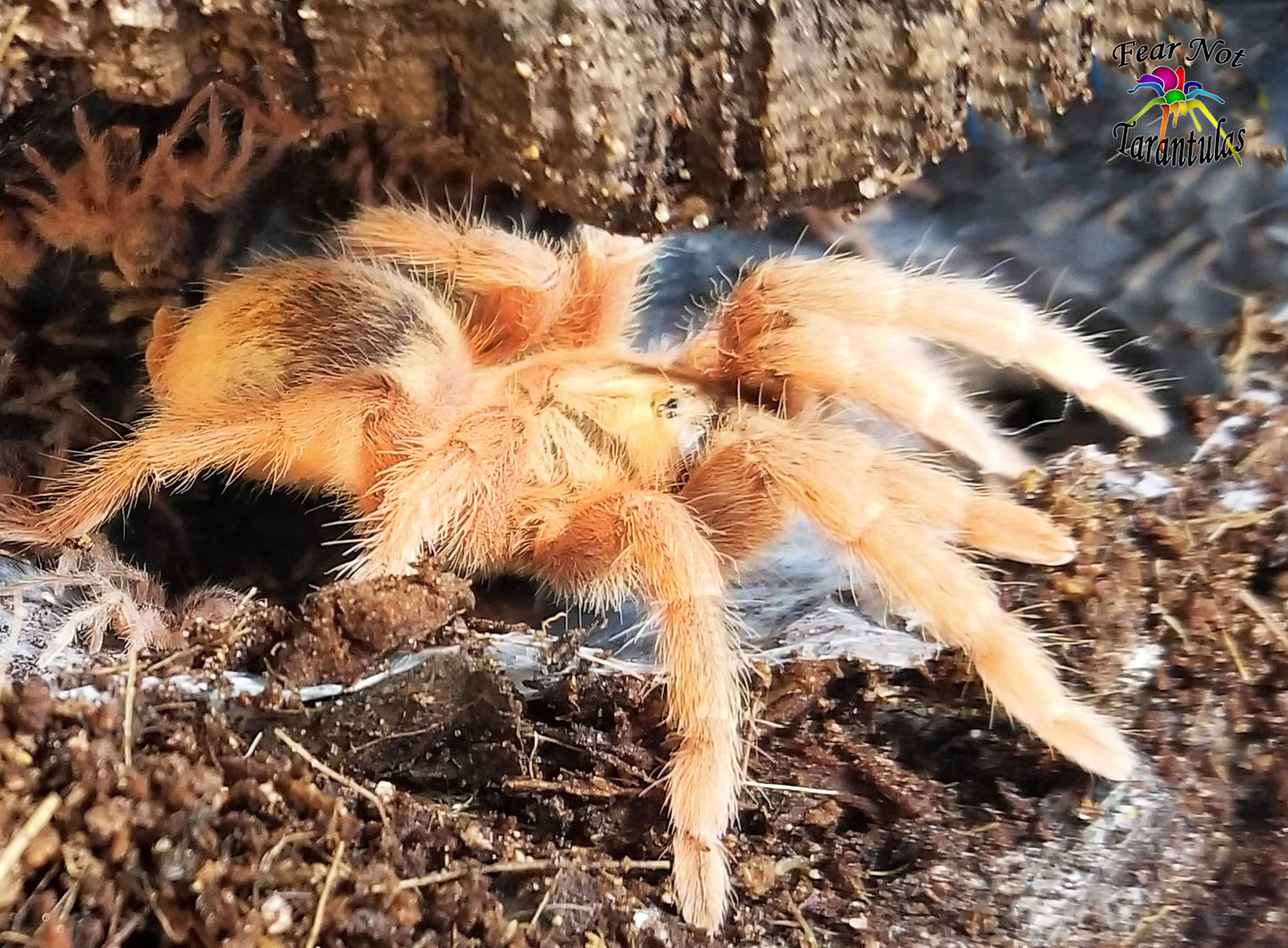 Neoholothele incei - Gold Form (Trinidad Olive) about 1" - 1 1/2"