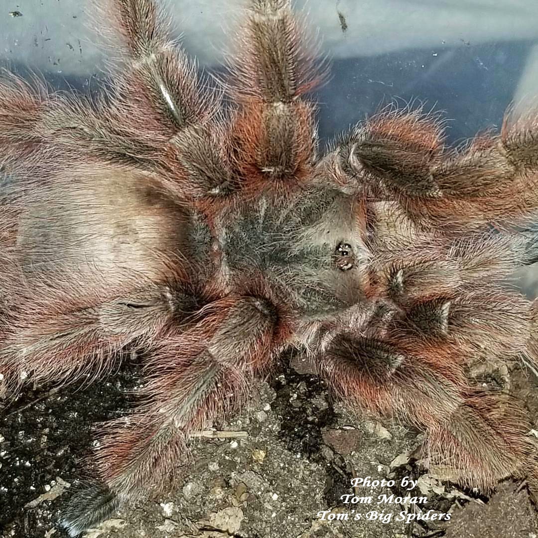 Nhandu tripepii (Brazilian Giant Blonde Tarantula) about 3/4" - 1" They are nearly 1 year old