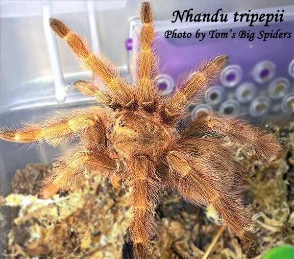 Nhandu tripepii (Brazilian Giant Blonde Tarantula) about 3/4" - 1" They are nearly 1 year old