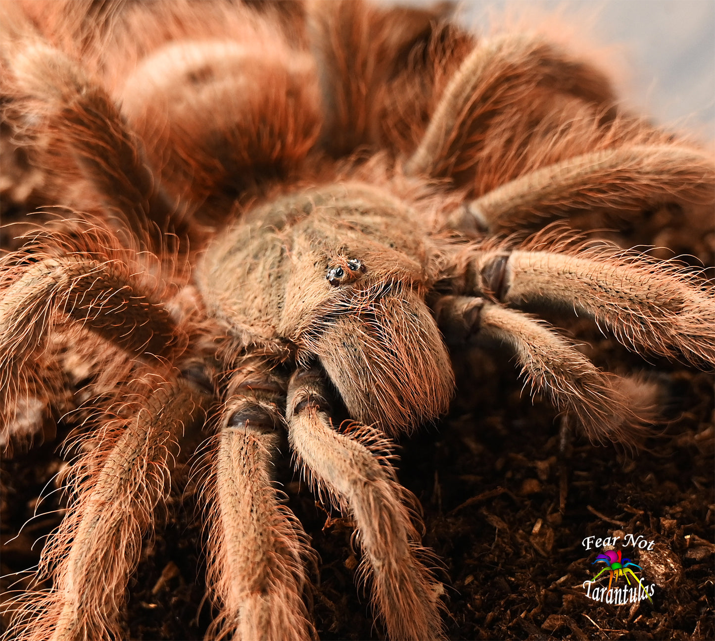 Nhandu tripepii (Brazilian Giant Blonde Tarantula) about 3/4" - 1" They are nearly 1 year old