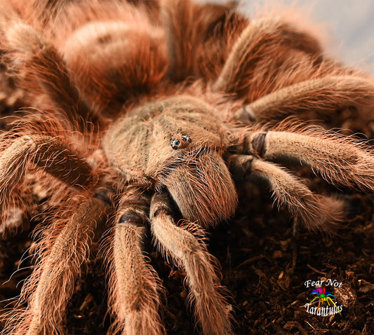 Nhandu tripepii (Brazilian Giant Blonde Tarantula) 1" - 1 1/4" They are nearly 1 year old