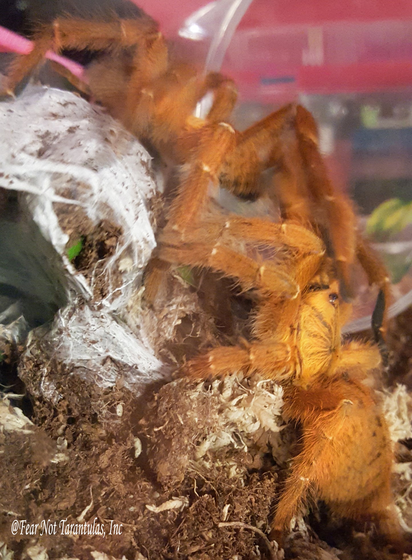 Pterinochilus murinus (Orange Baboon Tarantula, OBT) about 3/4"