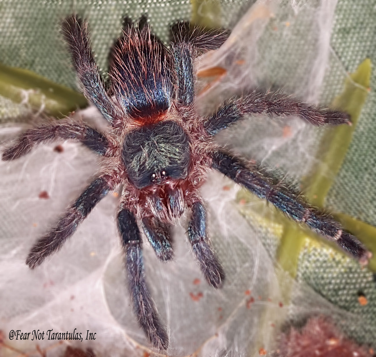 Dolichothele diamantinensis (Brazilian Blue Dwarf Beauty Tarantula) nearly 1/2" FREE for orders $700 and over. (after discounts and does not include shipping) One freebie per shipment.
