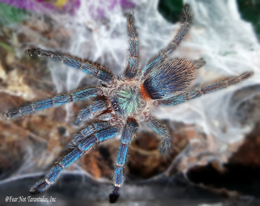 Dolichothele diamantinensis (Brazilian Blue Dwarf Beauty Tarantula) nearly 1/2"  FREE for orders $700 and over. (after discounts and does not include shipping) One freebie per shipment.