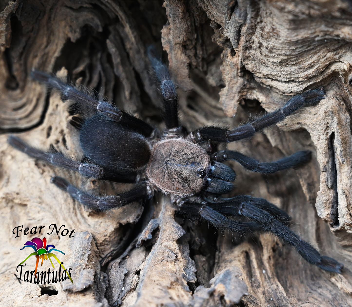 Orphnaecus sp. "Cebu" (Cebu Island Tarantula) about 1/2" Produced here! The mother is in the photo. FREE for orders $100.00 and over. (after discounts and does not include shipping) One freebie per shipment.