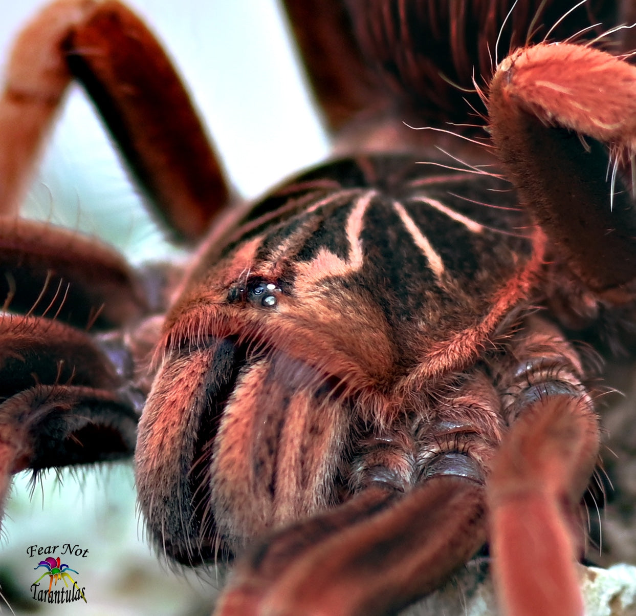 Pamphobeteus sp solaris (Colombian Pink Sunburst) Tarantula about 1 1/2" One of the most beautiful species! FOR SALE ONLY IN THE SHOP. WE CANNOT SHIP THEM UNTIL THEY MOLT AGAINI.